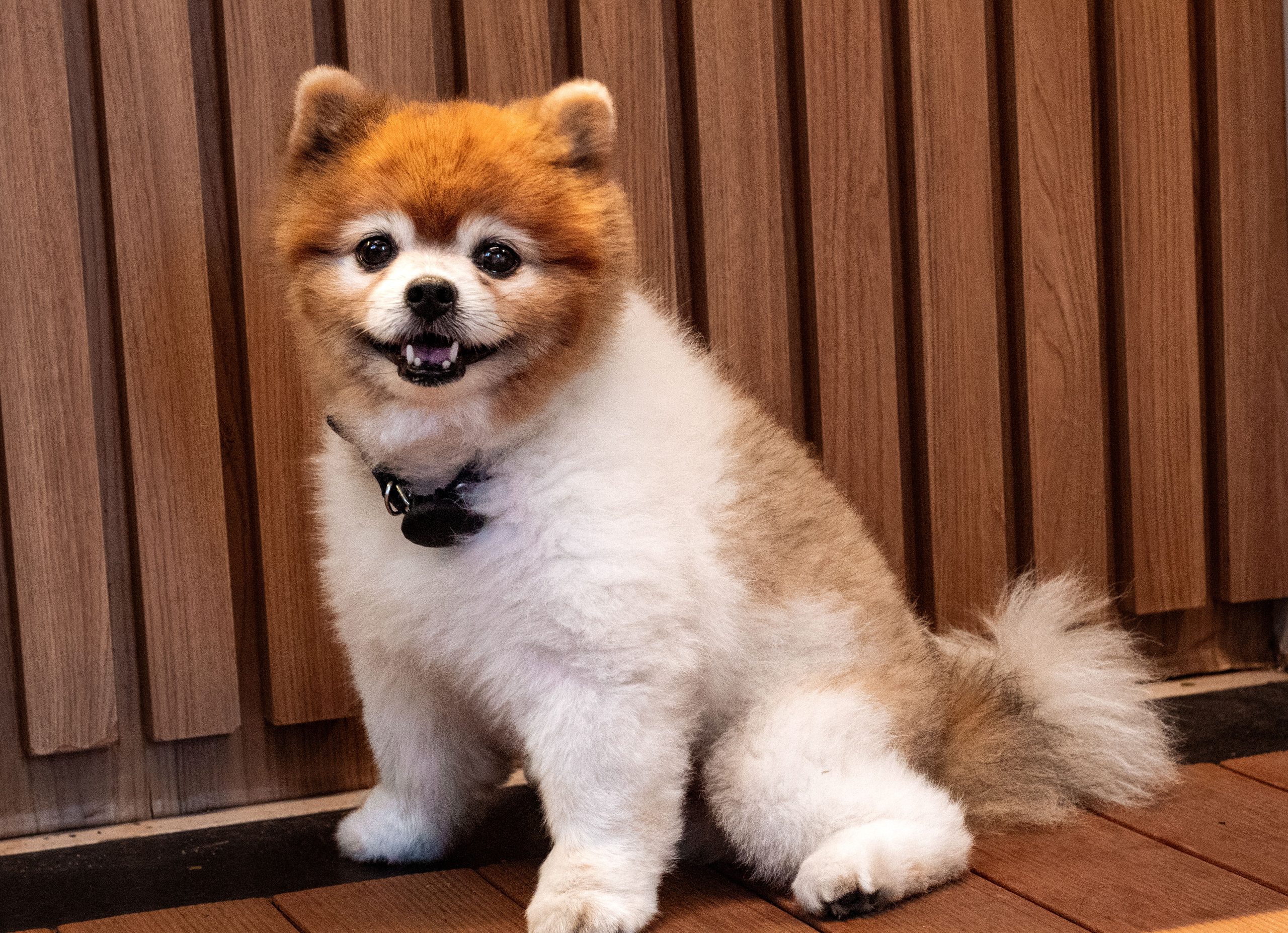 Comment réussir la transition de vie et le confort absolu avec une animalerie chat & chien